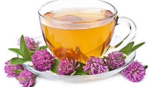 Чай из клевера