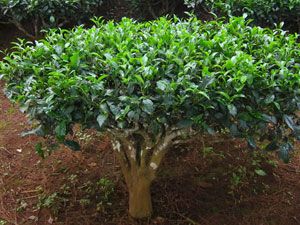 Чайный куст