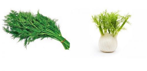 Укроп и фенхель