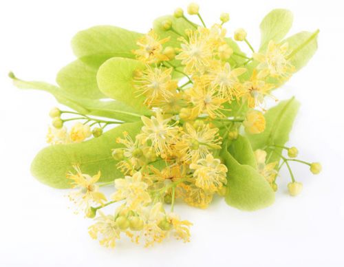 Соцветия липы