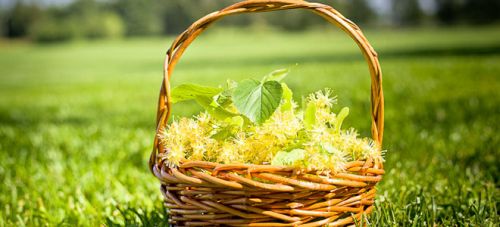 Липовый цвет