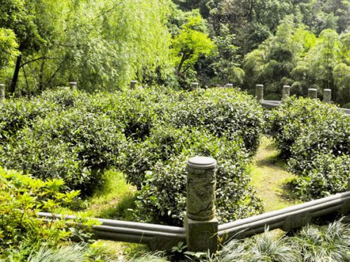 Чайные кусты