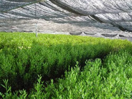 Плантация чая матча