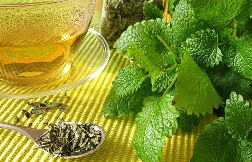 Свежая зелень мелиссы