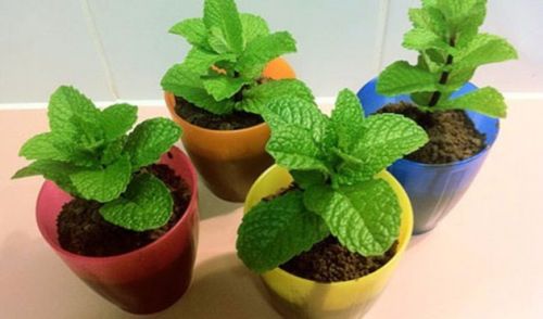 Мелисса в горшках