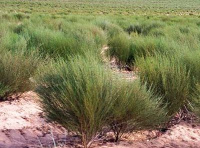 Плантация ройбоса