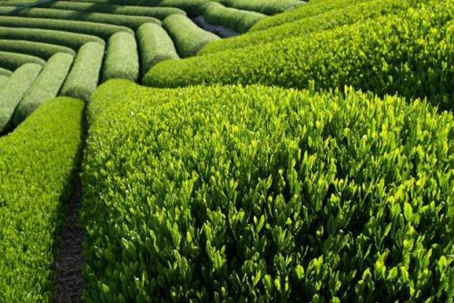 Чайные плантации на Шри Ланке