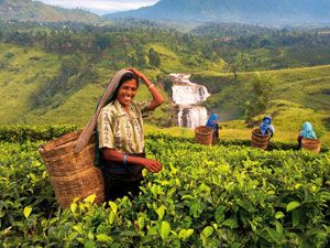 Сбор чайных листьев