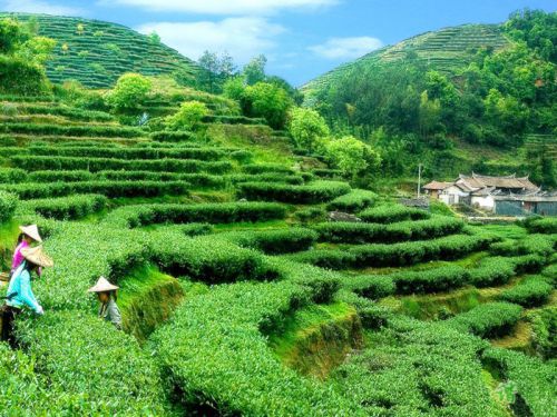 Чайная плантация