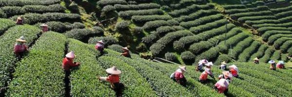 Сбор чая