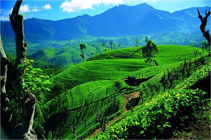 Высогорные чайные плантации Шри Ланки