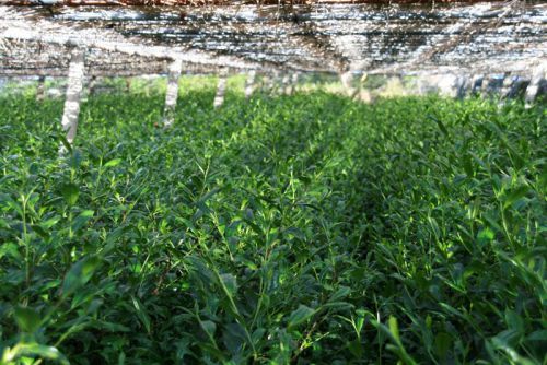 Плантации чая Гекуро