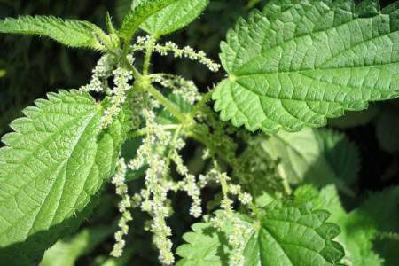 Цветы крапива