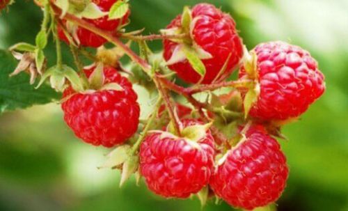 Ягоды малины