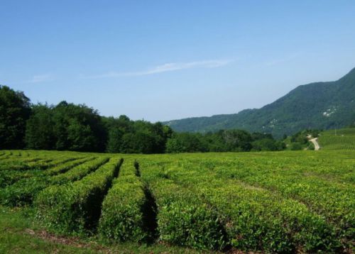 Чайная плантация в Краснодарском крае