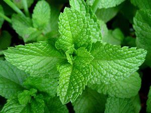 Трава мята