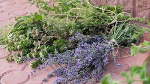 Лаванда Лаванда