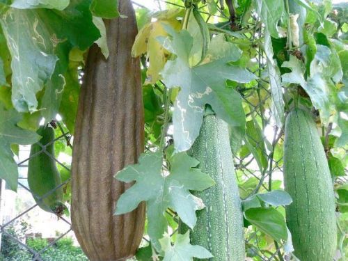 Плоды люффы