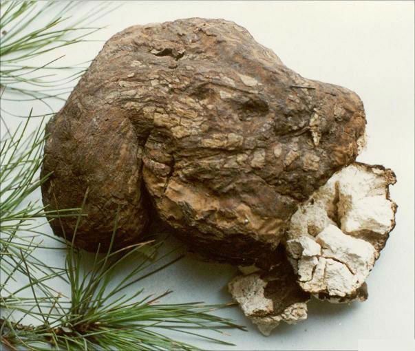 Пахима кокос