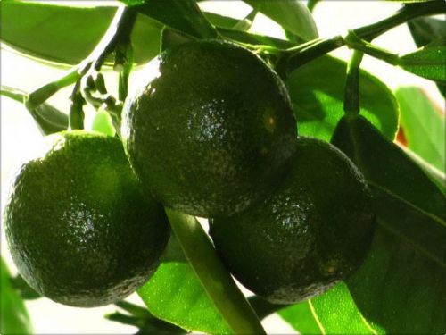 Незрелый мандарин