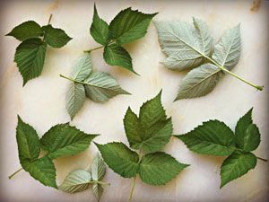 Малиновые листья