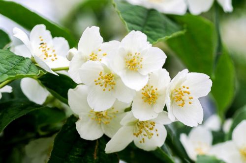 Цветы чубушника