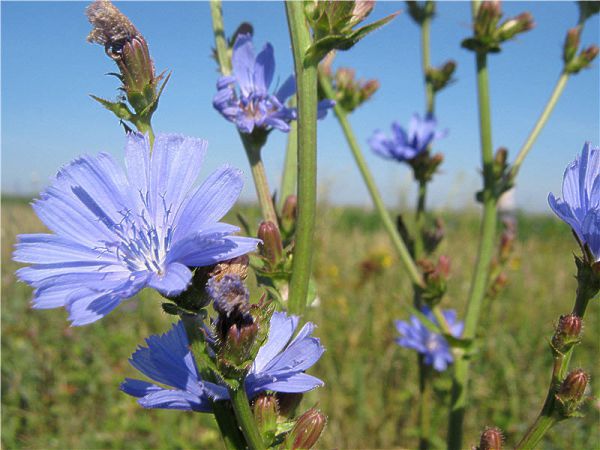Цикорий Цикорий