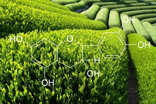 Формула катехинов