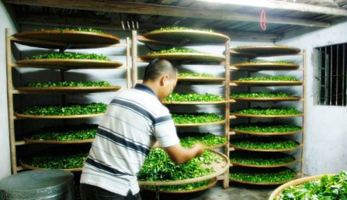 Сушка чайного листа