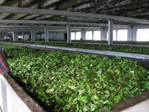 Чайные листья