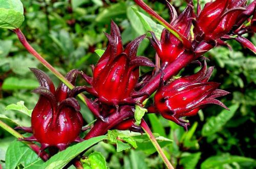 Растение гибискус