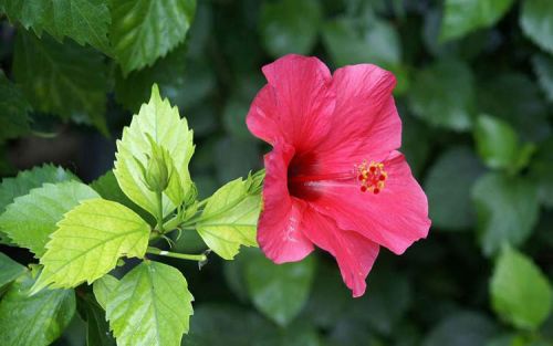 Цветок суданской розы