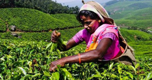 Чайные плантации в Индии