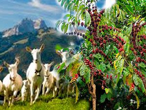 Кофейные деревья в дикой природе