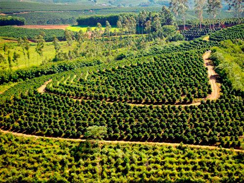 Кофейная плантация