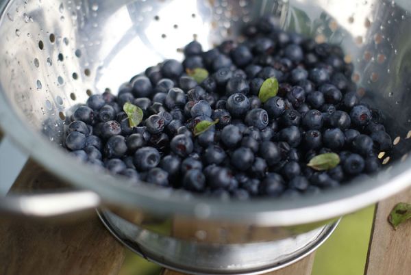 Ягоды черники