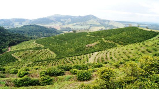 Кофейная плантация