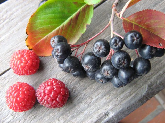Малина и черноплодка
