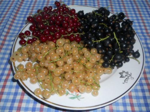Смородина черная, красная и белая
