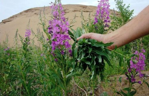 Сбор иван-чая