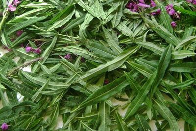 Разложенный для завяливания листья кипрея