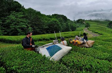 Сбор чайного листа