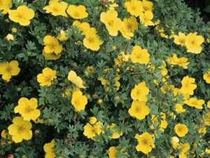 Кустарник курильского чая