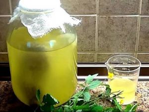 Квас Болотова на чистотеле