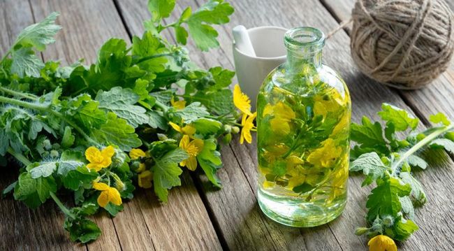 Квас из чистотела