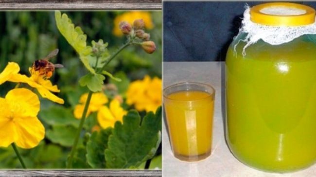 Квас из чистотела