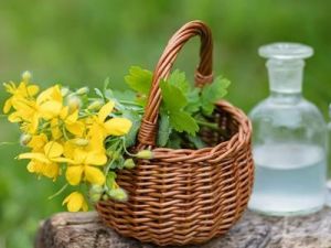 Квас из чистотела