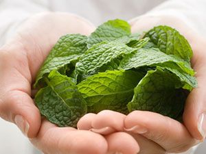 Листья мелиссы