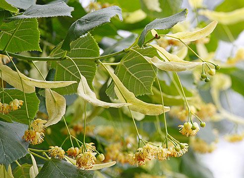 Липовый цвет