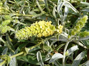 Мурсальский чай